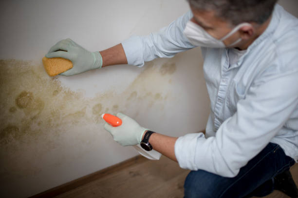 Best Basement Mold Removal  in Round Rock, TX